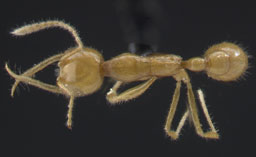rabeling-martialis-top Courtesy of Rabeling & Verhaagh/PNAS. Used with permission.